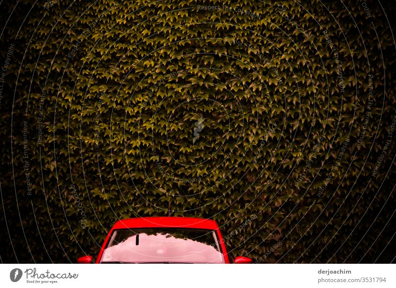 A red car, only windshield and roof can be seen, stands in front of a brown wall of leaves. Colour photo Red Exterior shot Deserted Light Car Day Calm