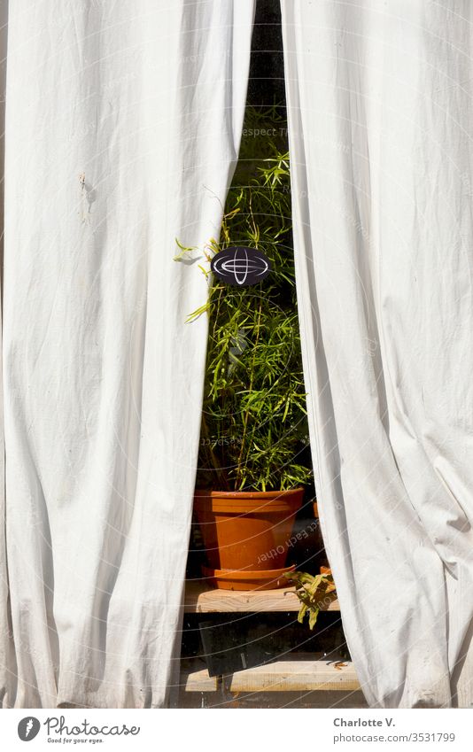 Stage-ready | indoor plant in the window, framed by light-coloured curtains, photographed from the outside. Houseplant drapes green Plant Decoration Flowerpot