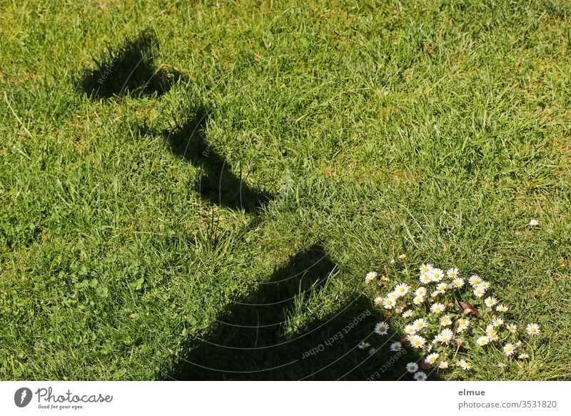 Shadows of different clothes on a clothesline on a meadow with daisies Laundry Washing day Clothesline Meadow Daisy Dry Spring fever Bra panties Sweater garment