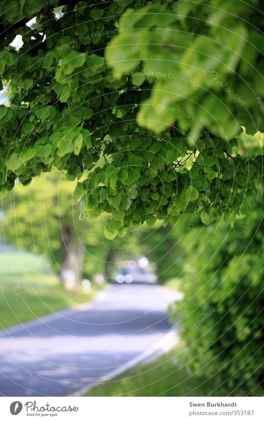 My beautiful Rügen Trip Far-off places Summer Environment Nature Plant Beautiful weather Tree Foliage plant Lime tree Forest Traffic infrastructure Street