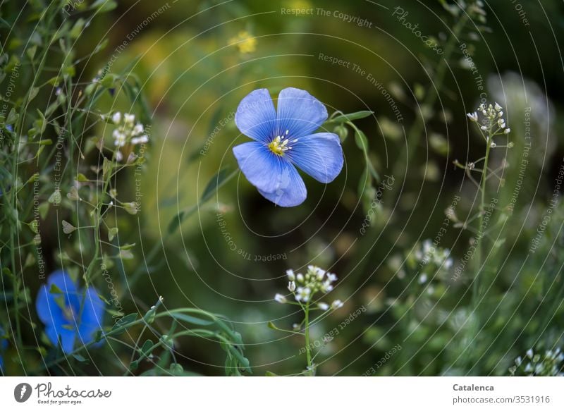 Flax and shepherd's purse blossom flora Plant petals Linen Linen blossom Nature Garden Spring Flower Fresh Botany Shepherd's purse herb Blossom naturally heyday