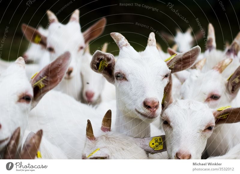 White goats peasant Buck Pelt kid Goats Herd horns young animal fawn Lamb Agriculture Michael Winkler Micwinc Milk sheep Animal Exterior shot Farm animal Sheep