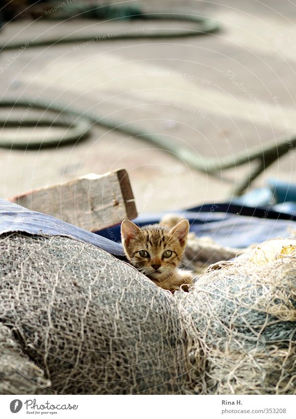 Fisherman's Friend II Cat 1 Animal Baby animal Observe Cute Earnest Hose Net Fishing net Exterior shot Deserted Shallow depth of field Animal portrait Looking