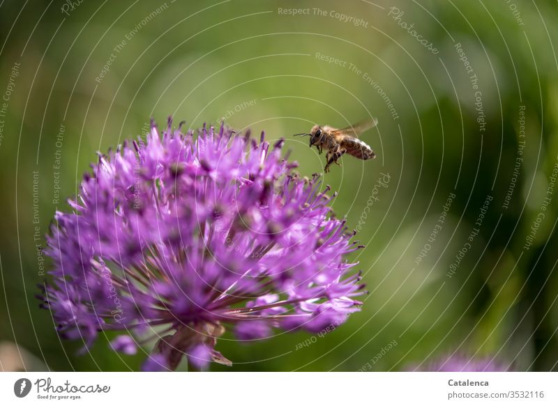 The bee lands on an ornamental garlic blossom Animal Insect Bee Honey bee Flying Diligent Plant Flower Blossom garlic flower Green Pink Macro (Extreme close-up)