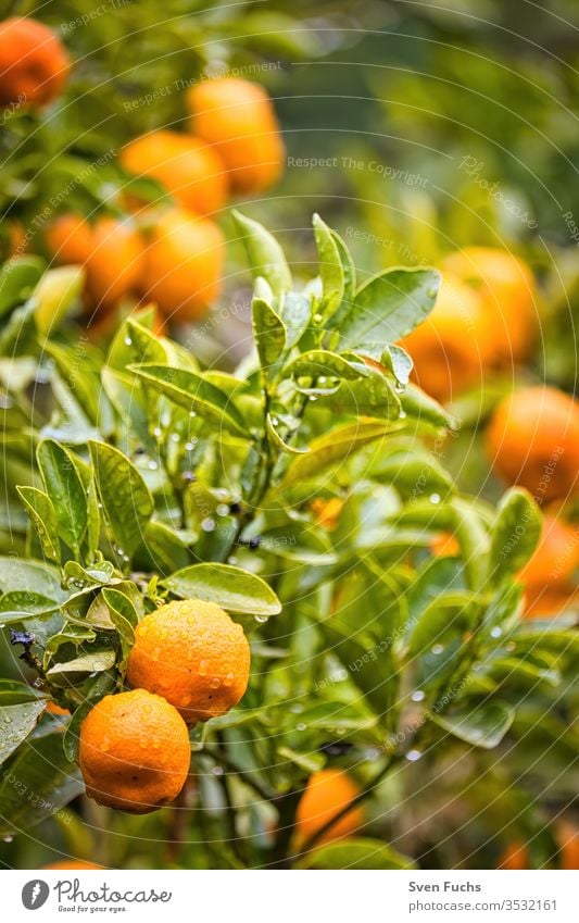 Ripe mandarins on a mandarin tree fruits vitamins Rain Wet Plant Garden Nature natural green Fresh Food flaked Yellow background salubriously Colour Orange