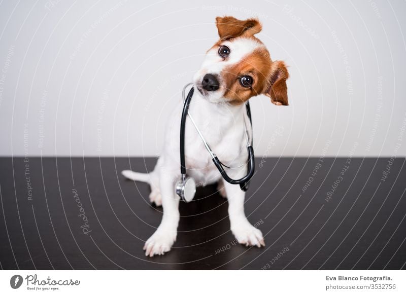 cute jack russell dog at veterinary clinic. Holding a stethoscope. Veterinary concept veterinarian pet injury indoor small sweet isolated job doctor patient