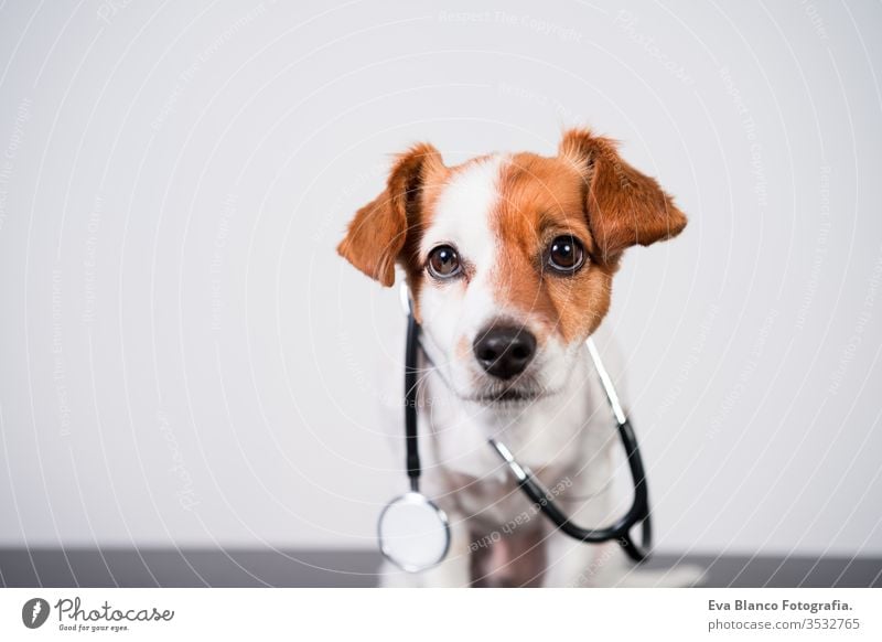 cute jack russell dog at veterinary clinic. Holding a stethoscope. Veterinary concept veterinarian pet injury indoor small sweet isolated job doctor patient