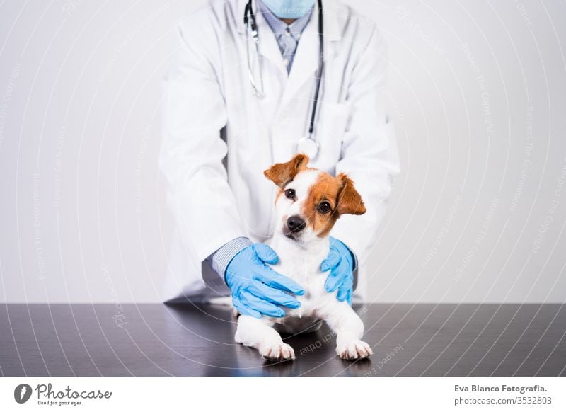 veterinarian man working on clinic with cute small jack russell dog. Wearing protective gloves and mask during quarantine. Using stethoscope.Pets healthcare