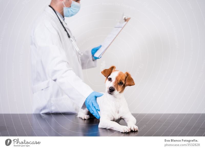 veterinarian man working on clinic with cute small jack russell dog. Wearing protective gloves and mask during quarantine. Using stethoscope.Pets healthcare