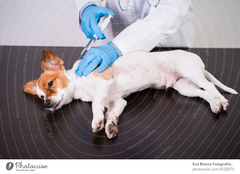 veterinarian man working on clinic with cute small jack russell dog. Wearing protective gloves and mask during quarantine. Giving injection to dog.Pets healthcare