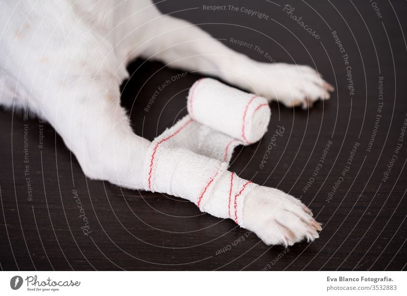 veterinarian man working on clinic with cute small jack russell dog. Wearing protective gloves and mask during quarantine. Doctor doing bandage on paws. Pets healthcare