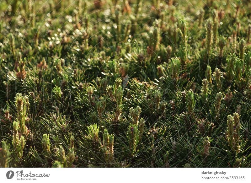 Pine conifers hedge in detail Thuja green Hedge Deserted Colour photo bushes Garden Park Conifere Evergreen evergreen plant flaked Exterior shot Nature fresh