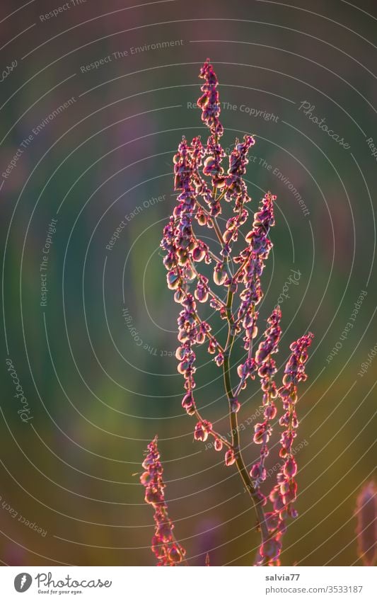 Dock blossom in the evening light Nature Plant Blossom seed stand Seed head sorrel Colour photo Deserted Sámen rumex acetosa Meadow Sorrel Close-up Growth