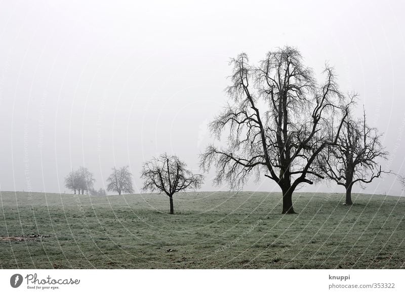 creepy trees Environment Nature Landscape Plant Air Sunlight Winter Climate Weather Bad weather Fog Snow Tree Grass Wild plant Field Forest Old Threat Dark