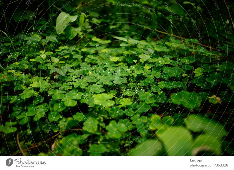 luck Environment Nature Plant Elements Water Drops of water Sun Sunrise Sunset Sunlight Spring Summer Beautiful weather Rain Warmth Grass Fern Leaf