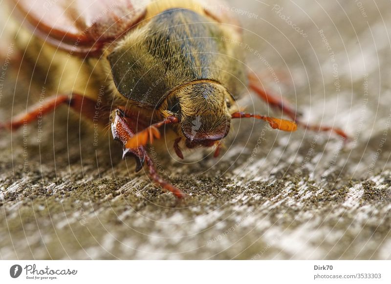 May bug portrait Insect Insect repellent die of insects Animal Colour photo Nature Exterior shot 1 Close-up Beetle Macro (Extreme close-up) Animal portrait Day