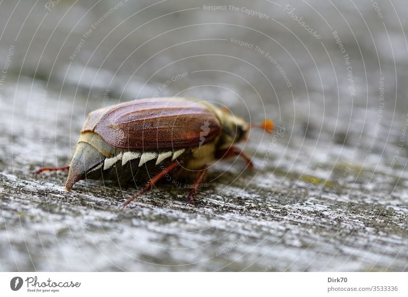 May bug exit Beetle Crawl Insect Shallow depth of field Animal Colour photo Nature Day Exterior shot 1 Close-up Macro (Extreme close-up) Animal portrait Brown