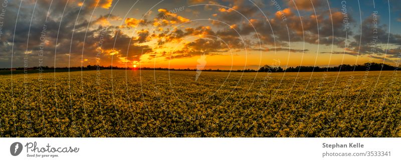 Sunset panoramic view over a blloming yellow rapeseed field at spring with orange clouds and the undergoing sun at the horizon as an impressive background.