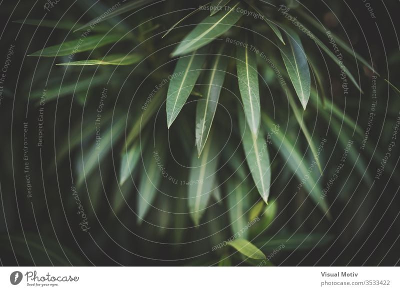 Leaves of a Nerium Oleander plant toxic nerium background green oleander leaves shrub dogbane poison poisonous closeup botany botanical outdoor outdoors