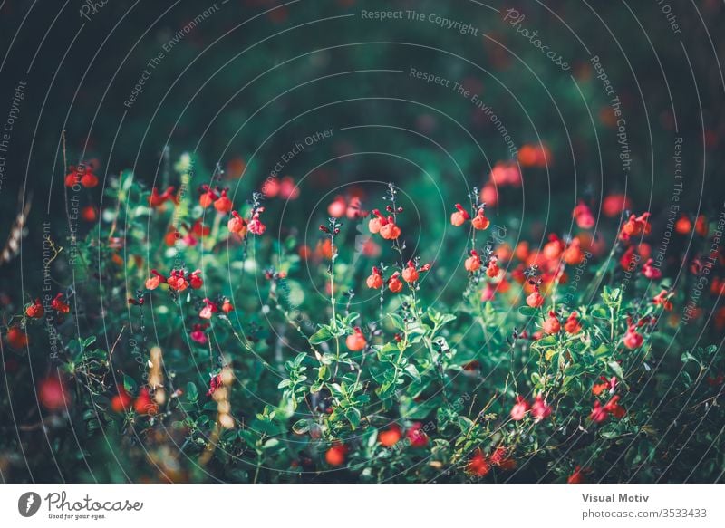 Red tiny flowers of Eyelash-Leaved Sage, also known as, Salvia blepharophylla red sage Flowering plant Plant fragility vulnerability Growth Freshness