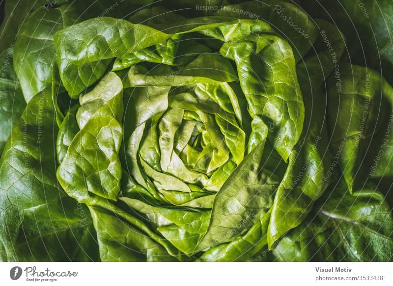 Green and fresh leaves of an organic Butterhead lettuce also known as Butter lettuce, Boston lettuce or Bibb lettuce agriculture background boston lettuce