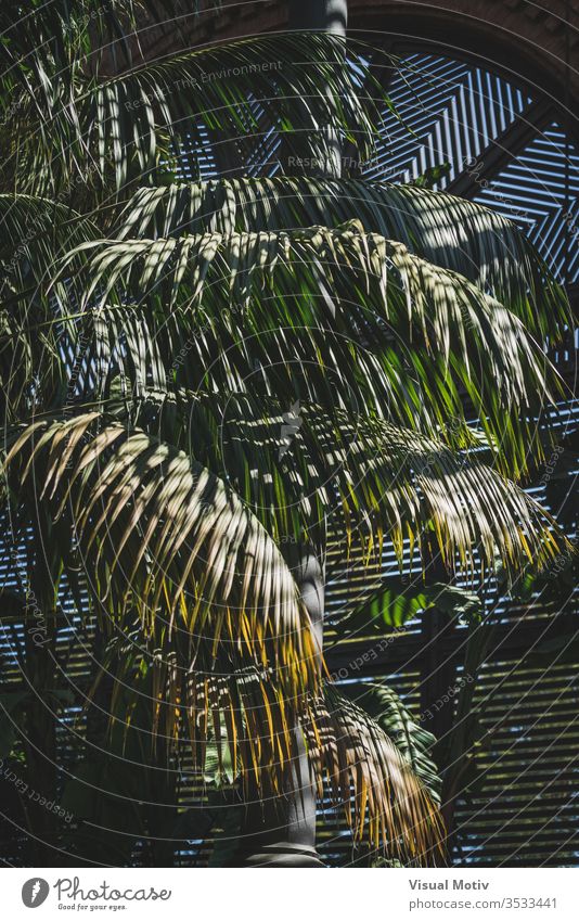 Green leaves of tropical plants growing in a lath house nature natural leaf park garden botanic botanical botany green flora vegetation foliage ecology growth