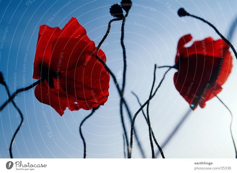 Red as a poppy seed Poppy Flower Spring Worm's-eye view Close-up Blossom Back-light Blue sky squiggled Contrast Deserted