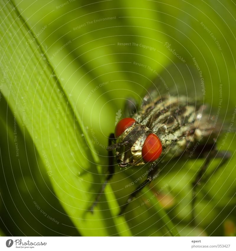 Tomatoes on the eyes Grass Animal Fly Eyes 1 Green Red Colour Insect Colour photo Exterior shot Close-up Detail Macro (Extreme close-up)