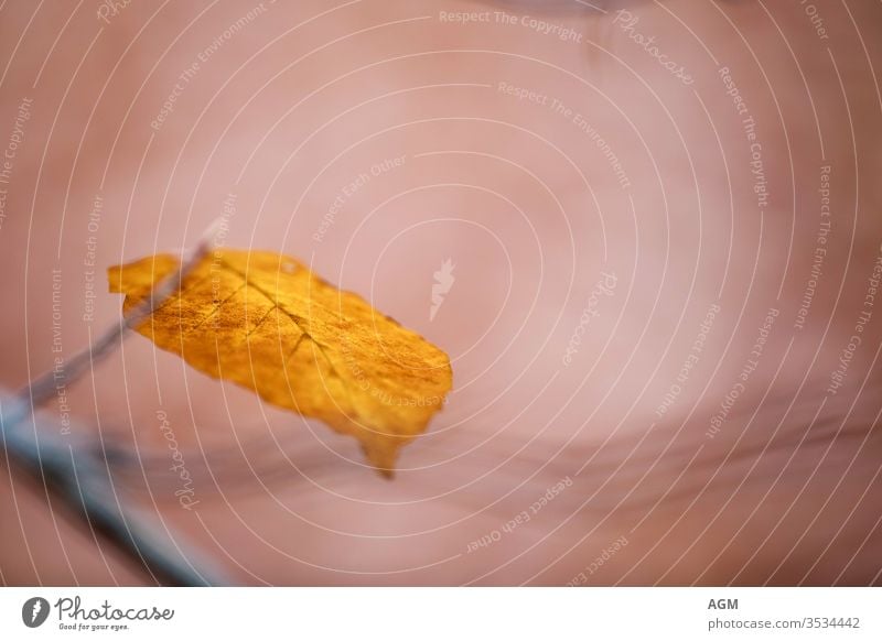 contemplative photography, autumn and its colors Flora Haiku Wabi Sabi abstract arise art background beautiful beauty become blur blurry branch brown bud canvas