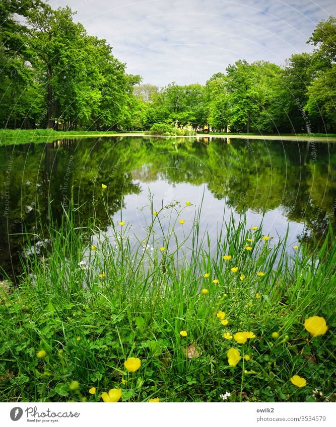 Castle Park Somewhere Idyll buttercups Grass Water Lake Pond Lakeside Surface of water Mirror image Reflection Water reflection Sky Clouds Island trees