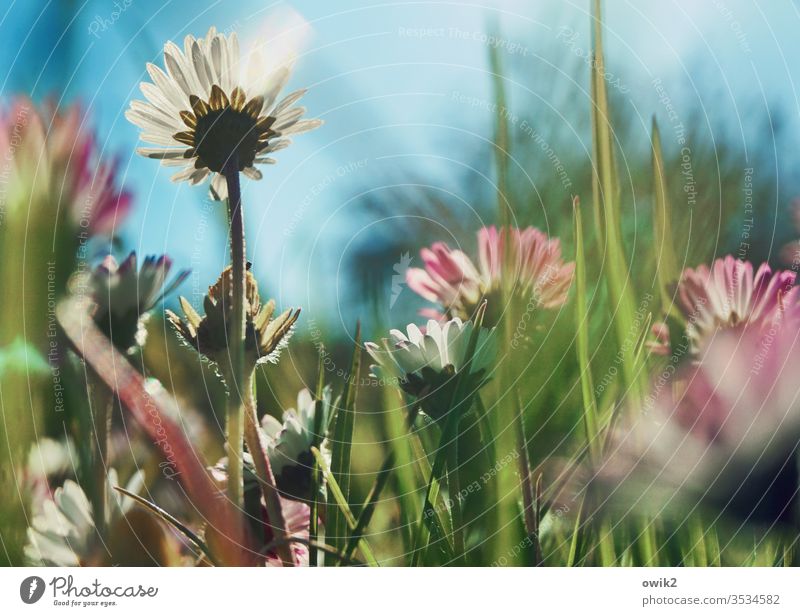 daisy Daisy Sky Cloudless sky Shallow depth of field blossom already Idyll