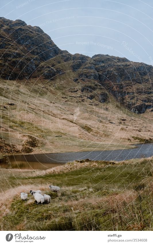 Sheep on a lake in the Highlands of Scotland Lake sheep Nature Landscape Deserted Great Britain Exterior shot Clouds Mountain Europe Water Colour photo Day