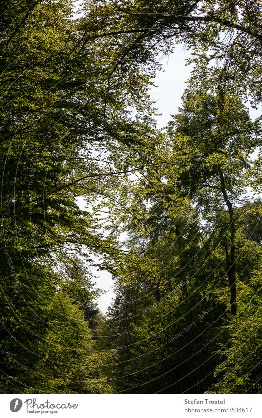 View into the treetops with the deciduous trees which have a beautiful leaf autumn natural foliage pine nature dawn ecology fall morning plant road beech scenic