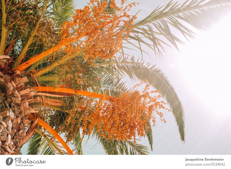 Colorful Palm Tree On A Sunny Day In Portugal funchal madeira island europe Palm tree colorful orange palm summer summer vacation beach Vacation & Travel