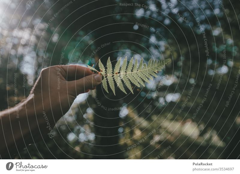 #As# Fern & Sun Fern leaf ferns fern growth Farnsheets fern branch by hand stop Retentive Nature National Park Natural science Love of nature