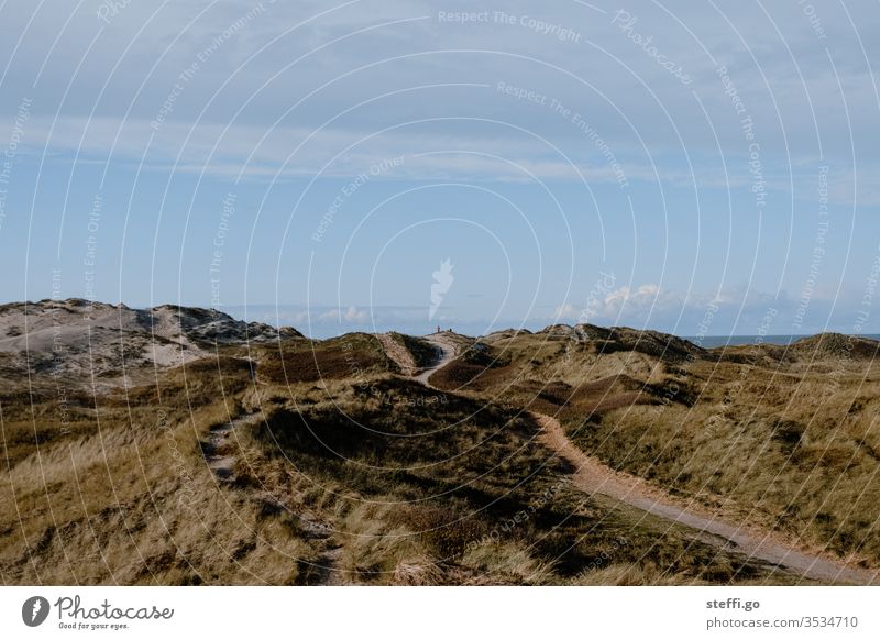 View of the dunes with paths in Hvide Sande Denmark Hvide Sands Lyngvig Fyr Scandinavia Coast Ocean Marram grass dune landscape Lanes & trails Vacation & Travel