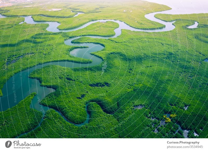 Gambia Mangroves. Aerial view of mangrove forest in Gambia. Photo made by drone from above. Africa Natural Landscape. gambia mangroves river africa aerial