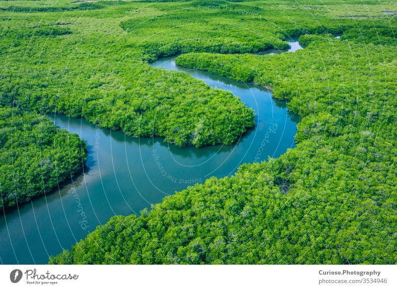 Gambia Mangroves. Aerial view of mangrove forest in Gambia. Photo made by drone from above. Africa Natural Landscape. gambia mangroves river africa aerial