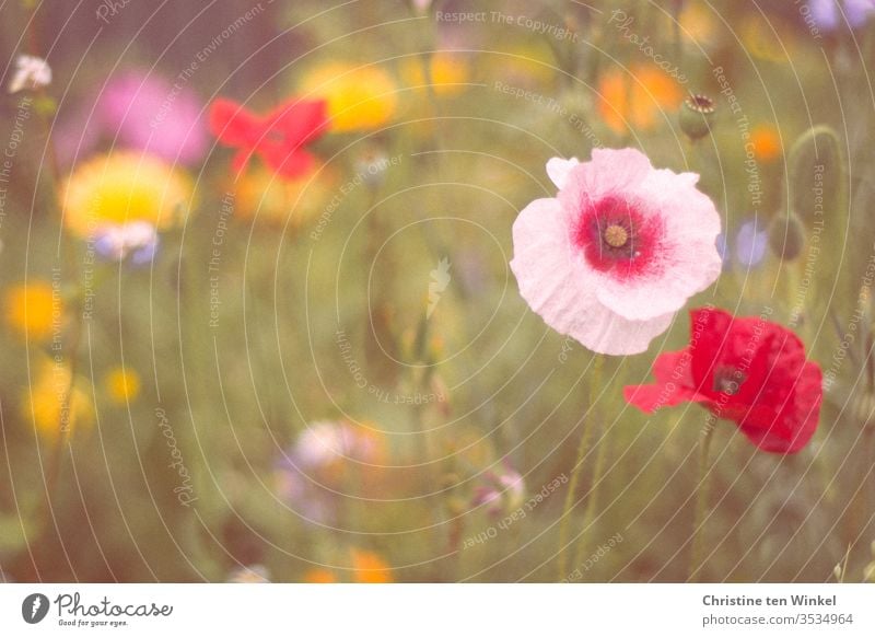 Colourful insect-friendly wildflower meadow with poppies in the foreground Flower meadow wild flowers meadow flowers Insect-friendly Environment Nature Summer