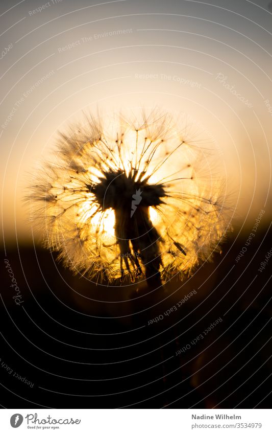 Blowball before the setting sun dandelion Close-up macro Macro (Extreme close-up) macro photography Plant transient Transience New Old Life Development Detail