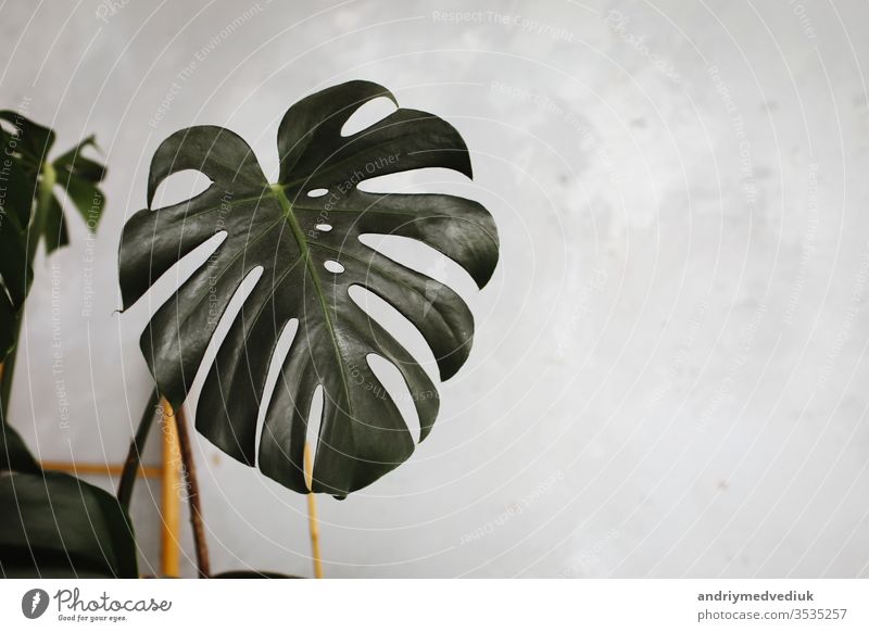 Big green leaf for flower arrangement. exotic jungle plant leaf. beautiful background with leaves. selective focus. florist monstera big popular choice texture