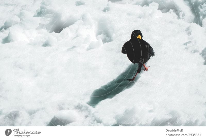 Proud alpine chough wanders through snow Snow Jackdaw Raven birds raven Swagger proud as oscar Pride Animal Exterior shot Colour photo Day 1 Animal portrait