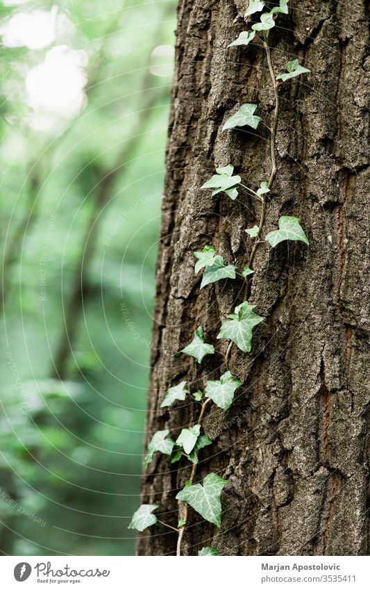 Lush green leaves in deep forest in springtime abstract backdrop background beautiful beauty beech botanical botany branch bright color conservation day design