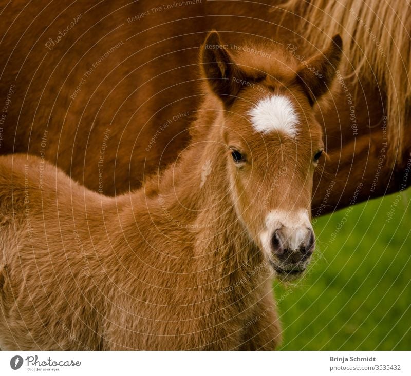 A very cute and curious small chestnut foal of an Icelandic horse with a white blaze near it`s mother into the world animal Bangs baby horse brown pelt caress