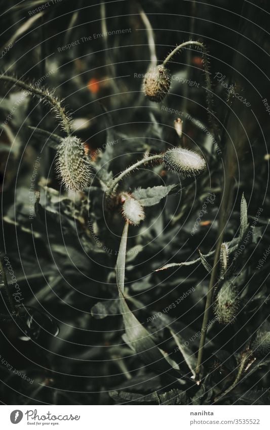 Beautiful close up of a poppy buds spring macro nature cocoon texture background green dark darken darkness springtime detail light magic magical natural