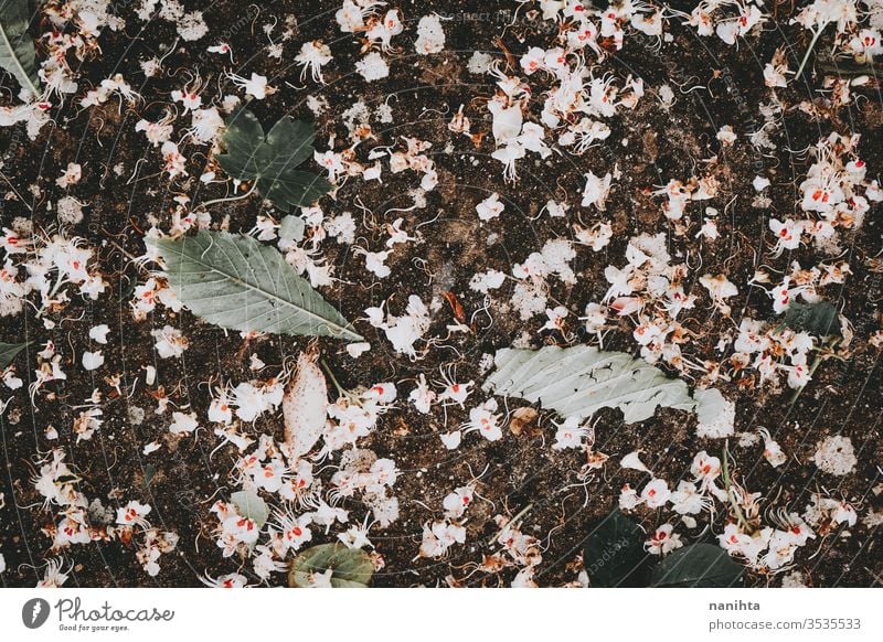 Beautiful background of white tree flowers spring delicate fragile dark leaf leaves wallpaper walldrop backdrop nature natural beautiful bloom blossom