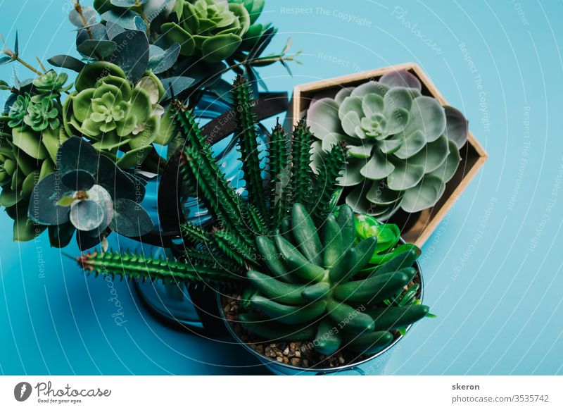 decorative elements for the living room interior: eco-friendly wooden vase for plastic succulent, iron bucket for cactus on a colored paper background. Environmental protection. The concept of ecology