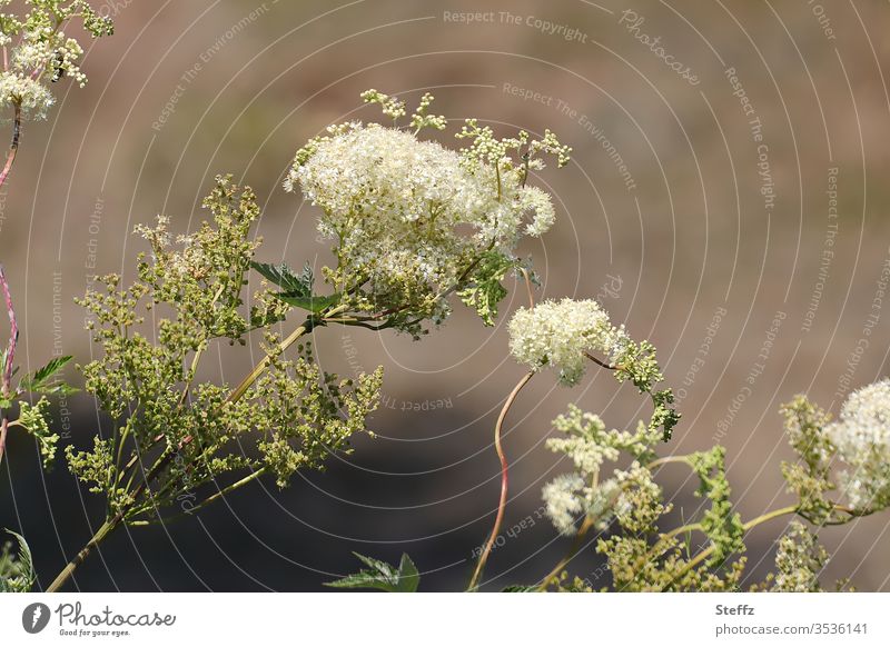 Meadowsweet blooms creamy white and smells maedesuess Filipendula Spierstaude medicinal plant aromatic plant weed meadow plant native wild plants Graceful