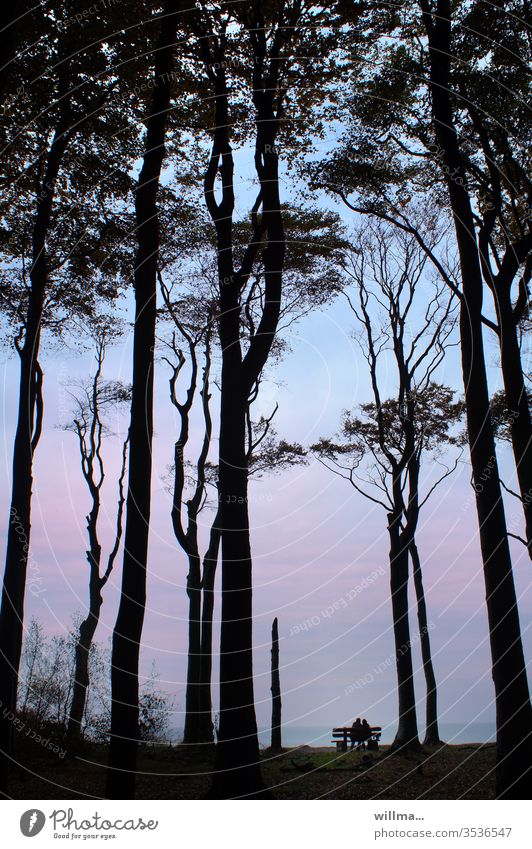 BANK ACCOUNT Couple Bench rest Relaxation huts Nienhagen togetherness 2 people vacation Ocean Baltic Sea Evening relaxation Coast Ghost forest Nature