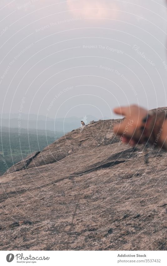 Crop person pointing finger at bird on cliff mountain eagle wild man traveler distance sunset sky rocky adventure landscape sundown journey freedom lifestyle